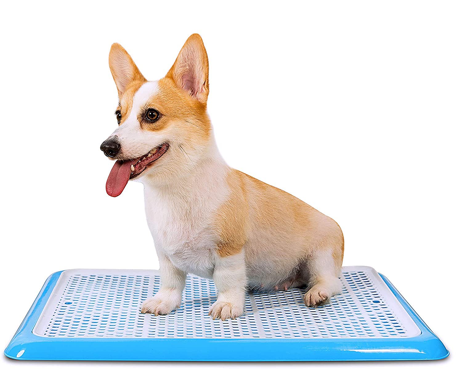Qpets 19.7x14.2inch Pee Pads for Dogs, Dog Potty Tray, Puppy Pee Pad Holder, Plastic Dog Pet Potty Indoor Training Toilet for Small Dogs, Keep Paws Dry and Floor Clean (Blue) Qpets 19.7x14.2inch Pee Pads for Dogs, Dog Potty Tray, Puppy Pee Pad Holder, Plastic Dog Pet Potty Indoor Training Toilet for Small Dogs, Keep Paws Dry and Floor Clean (Blue)